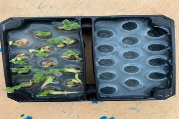 Израильтяне будут выращивать горох в космосе